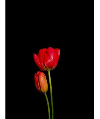 POTIER Coline -   Pimpantes Tulipes (Photographie) prix pour 