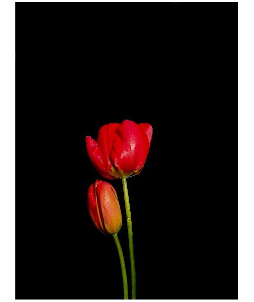 POTIER Coline -   Pimpantes Tulipes (Photographie) prix pour 