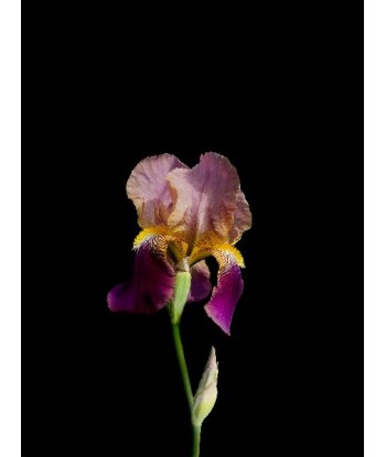 POTIER Coline -   Iris Eclatant (Photographie) brillant des détails fins