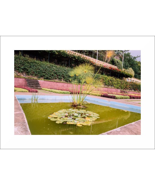 Photo 'Bassin fleuri' prix pour 