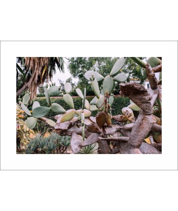 Photo 'Cactus Bloom' pas cher chine