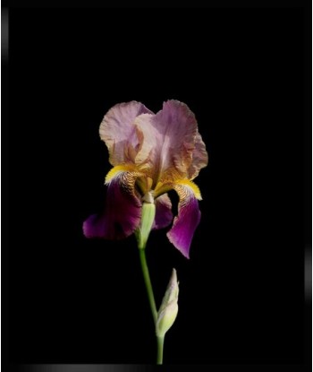 POTIER Coline -   Iris Eclatant (Photographie) brillant des détails fins