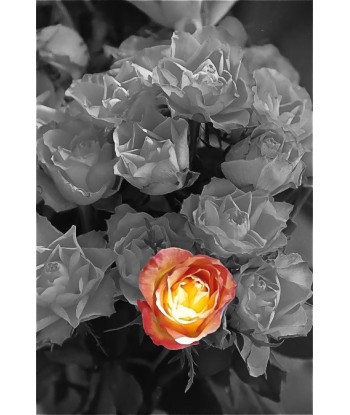 QUIGNETTE Fabrice - La Rose (Photographie) offre 