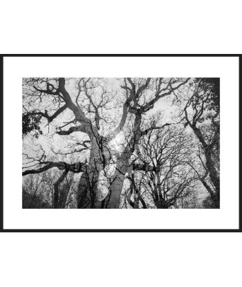 MAZARÉ Edouard - Le bois du cerf (Photographie) de votre