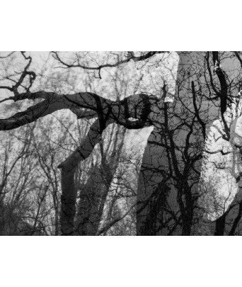 MAZARÉ Edouard - Le bois du cerf (Photographie) de votre