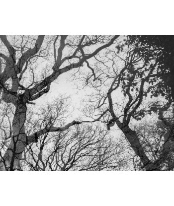 MAZARÉ Edouard - Le bois du cerf (Photographie) de votre