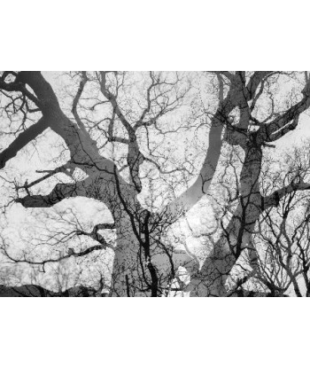 MAZARÉ Edouard - Le bois du cerf (Photographie) de votre