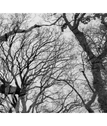 MAZARÉ Edouard - Le bois du cerf (Photographie) de votre